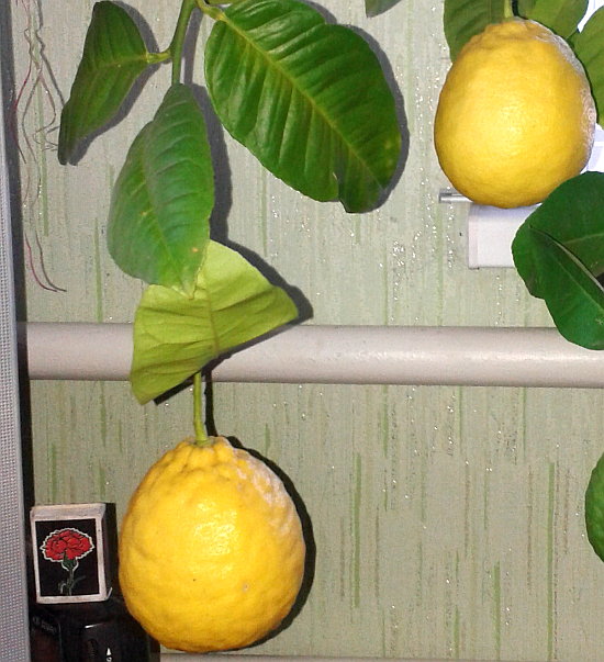 limon doma 2
