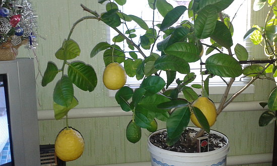 limon doma 3