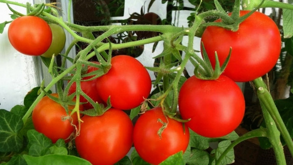 pomidor 3