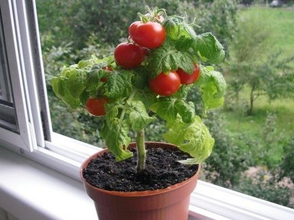 pomidor 4