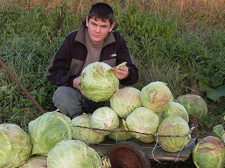 выращивание капусты