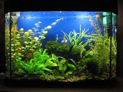 Бизнес на растениях для аквариумов