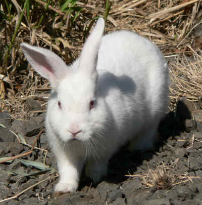 Кролиководство как прибыльный бизнес