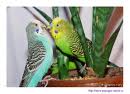 Разведение волнистых попугайчиков 4