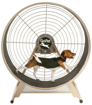 Идеи домашнего бизнеса. «Собака в колесе», или Халявное электричество 21 века