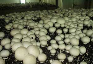 Простая методика выращивания грибов шампиньонов