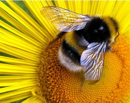 Бизнес-идея для пенсионеров: разведение пчёл